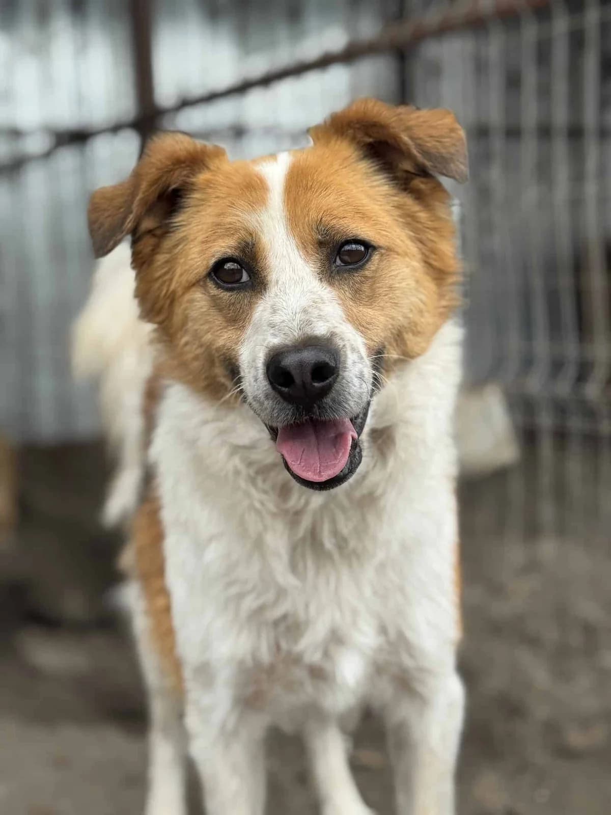 Louie S, male senior Mixed Breed for adoption at Seelen für Seelchen e.V., Alfter