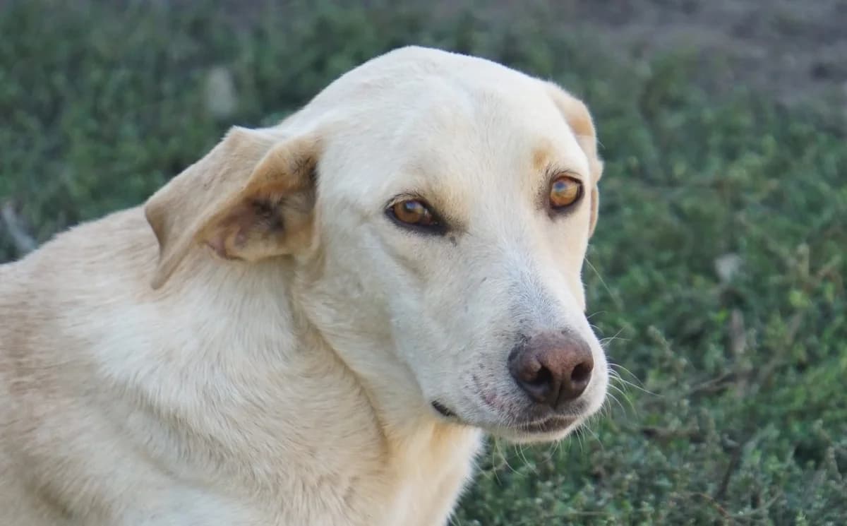 Paul S, male senior Mixed Breed for adoption at Seelen für Seelchen e.V., Alfter
