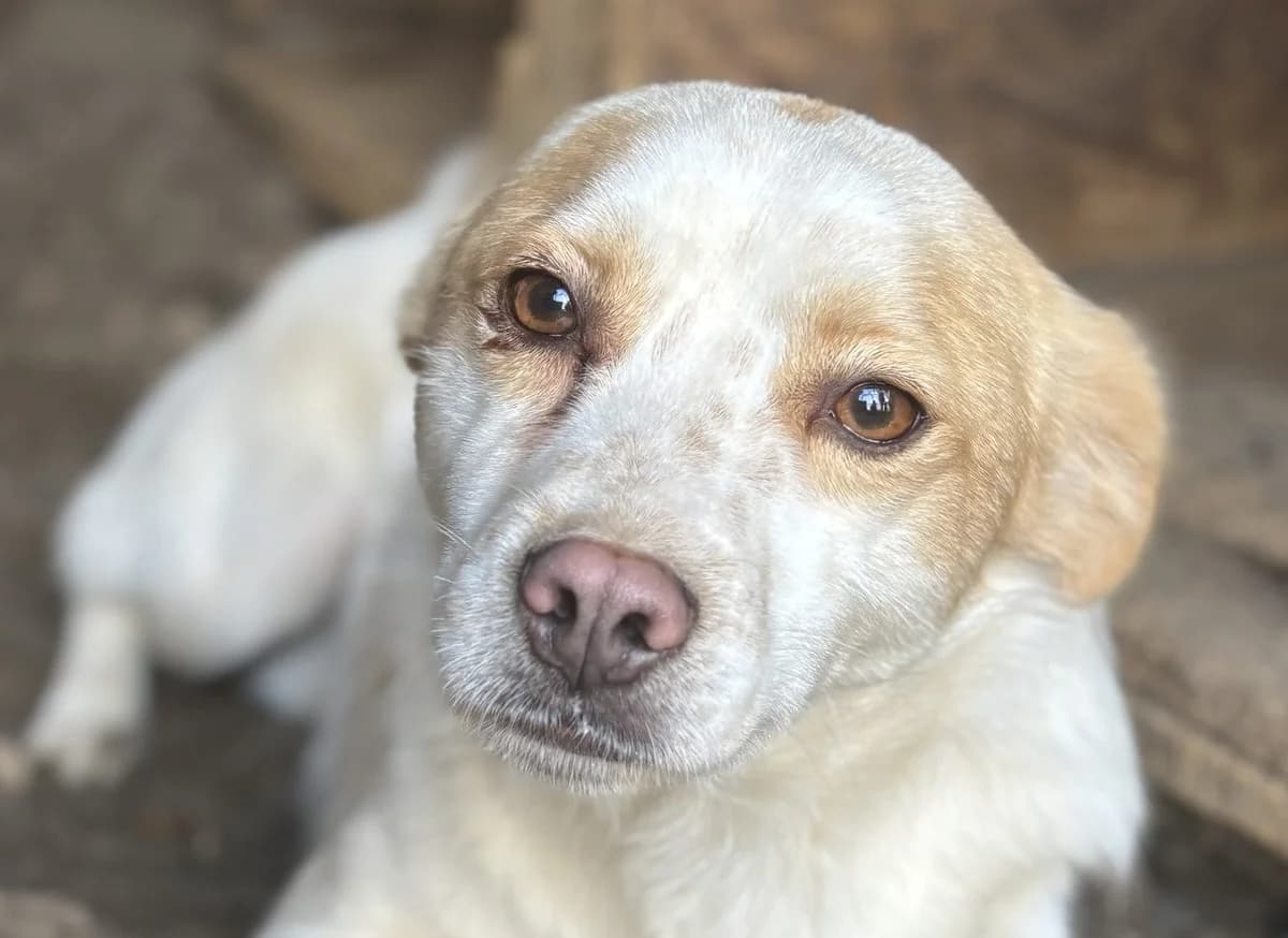 Marshell, weiß male senior Mixed Breed for adoption at Seelen für Seelchen e.V., Alfter