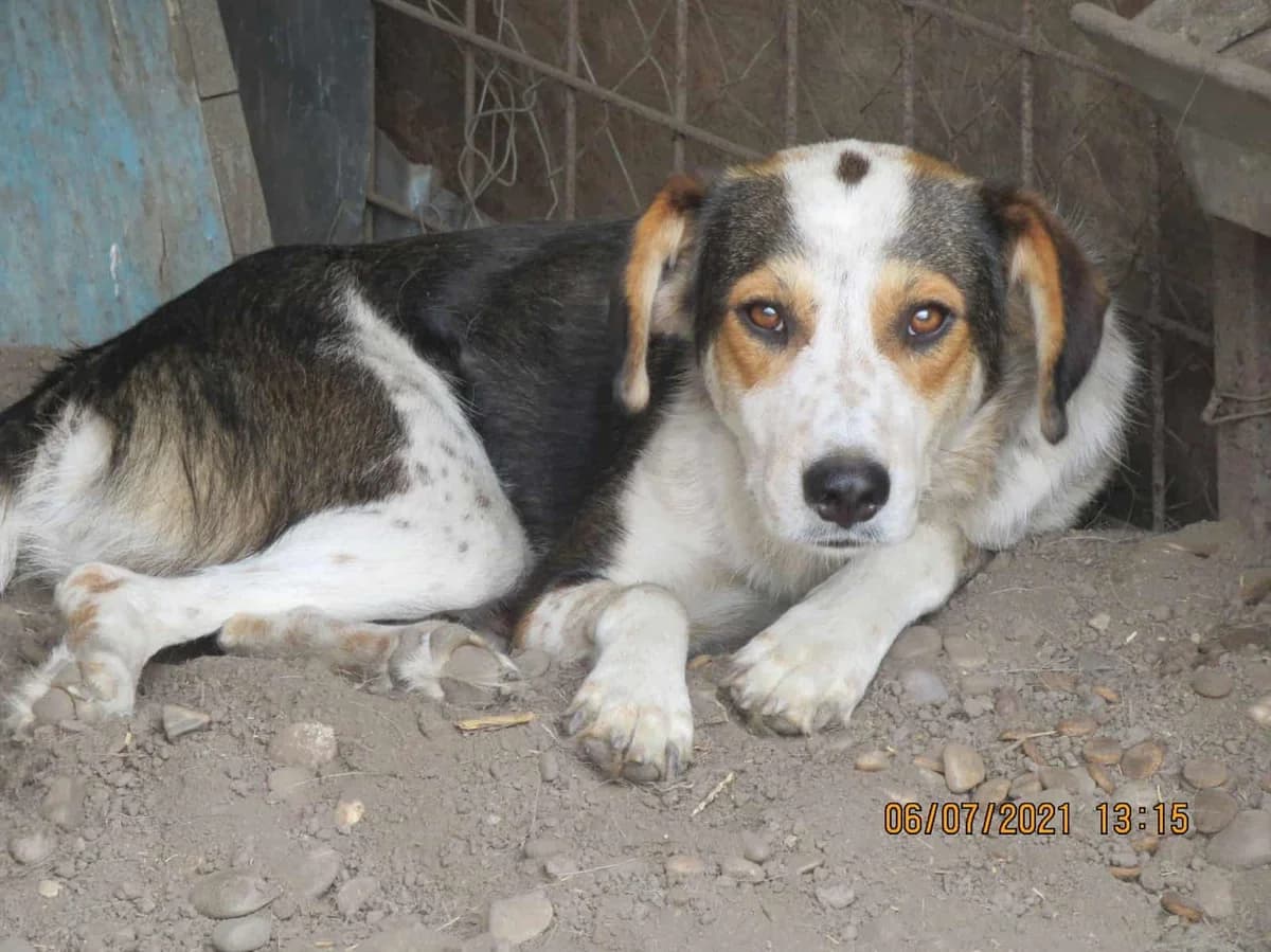 Bindi, male senior Mixed Breed for adoption at Seelen für Seelchen e.V., Alfter