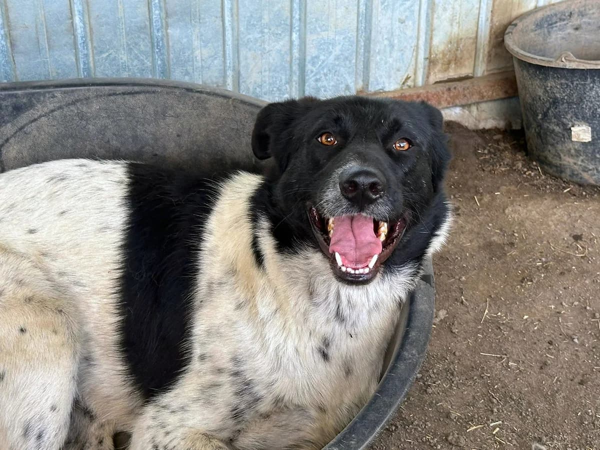 Dean, male senior Mixed Breed for adoption at Seelen für Seelchen e.V., Alfter