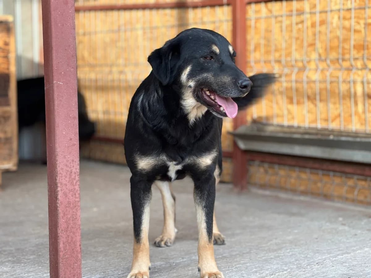 Fritzi S, male senior Mixed Breed for adoption at Seelen für Seelchen e.V., Alfter