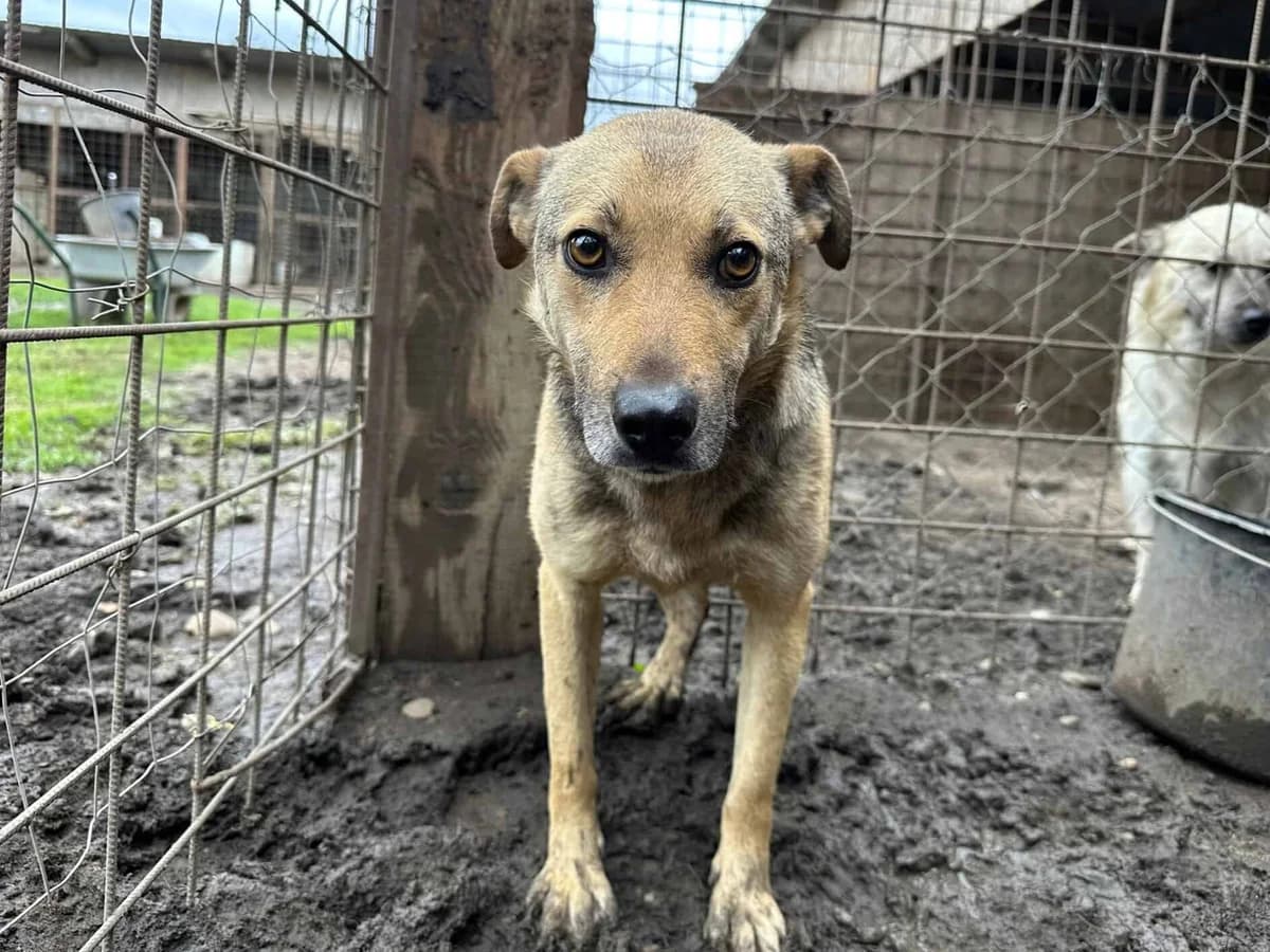 Buck, male senior Mixed Breed for adoption at Seelen für Seelchen e.V., Alfter