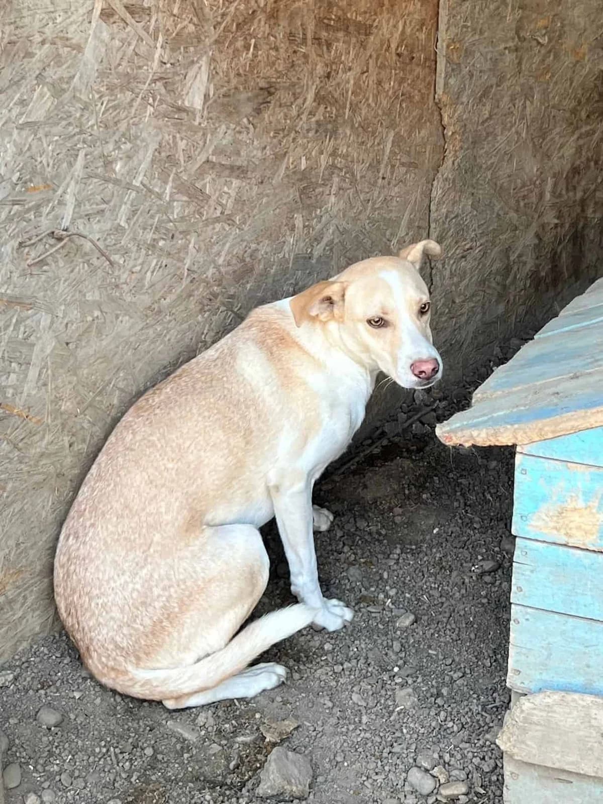Samuel P, male senior Mixed Breed for adoption at Seelen für Seelchen e.V., Alfter