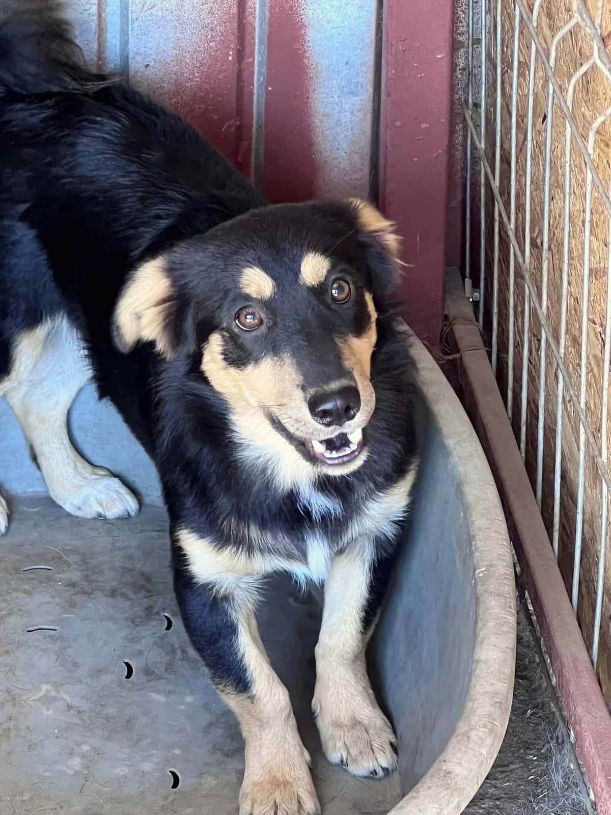Vega, male senior Mixed Breed for adoption at Seelen für Seelchen e.V., Alfter