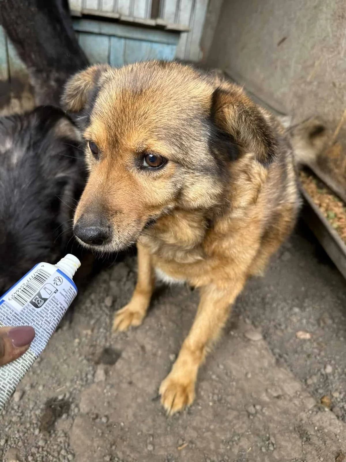 Timbo, male senior Mixed Breed for adoption at Seelen für Seelchen e.V., Alfter