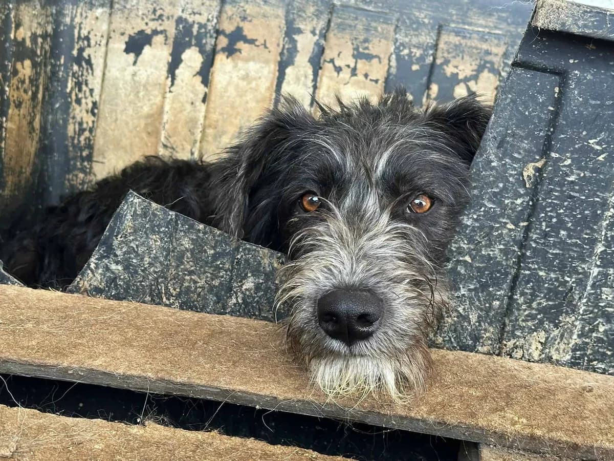 Siggi R, male senior Mixed Breed for adoption at Seelen für Seelchen e.V., Alfter
