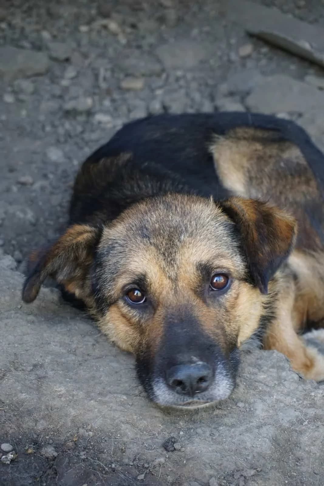 Lancelot, male senior Mixed Breed for adoption at Seelen für Seelchen e.V., Alfter
