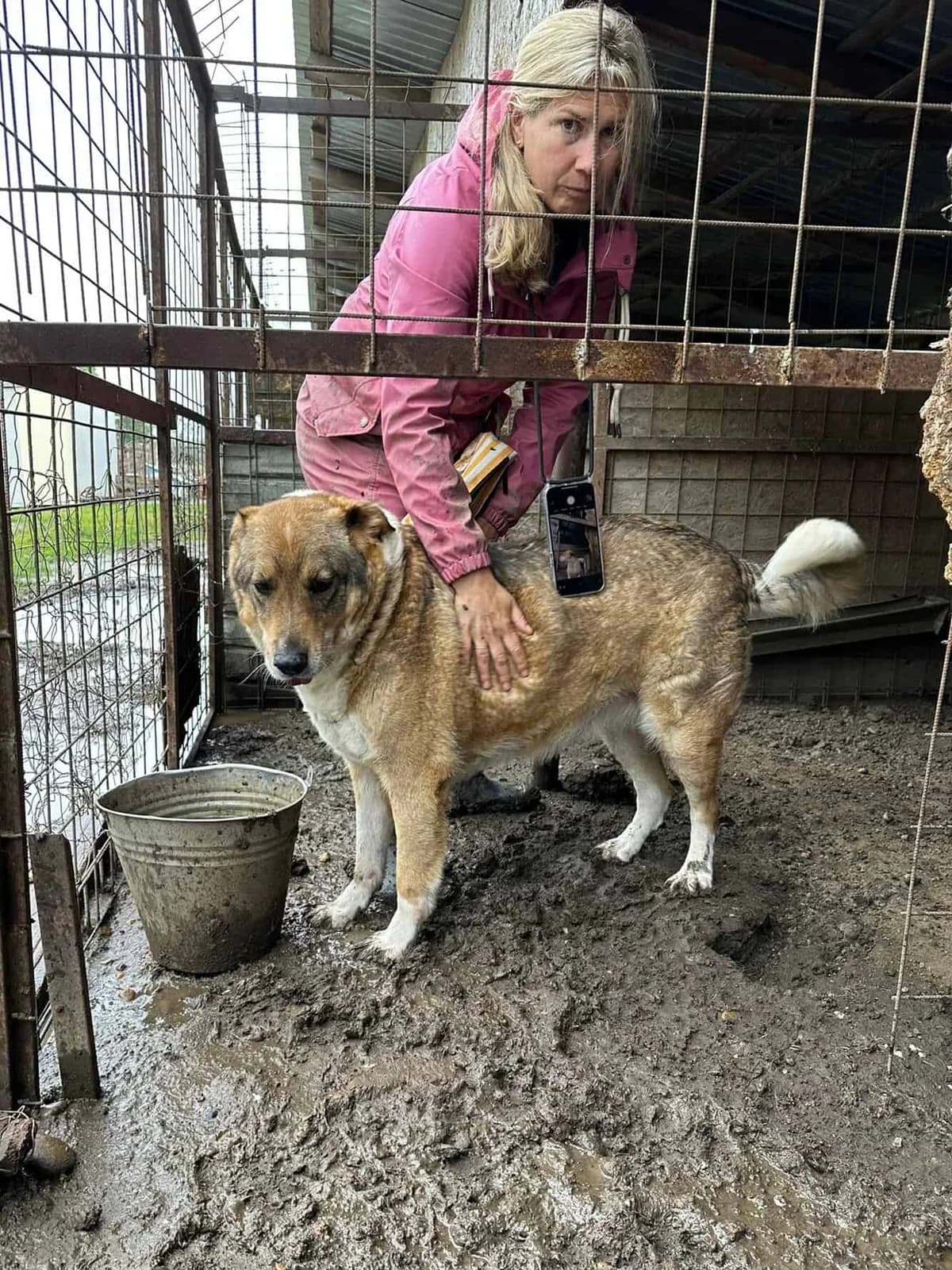 Gustl, male senior Mixed Breed for adoption at Seelen für Seelchen e.V., Alfter