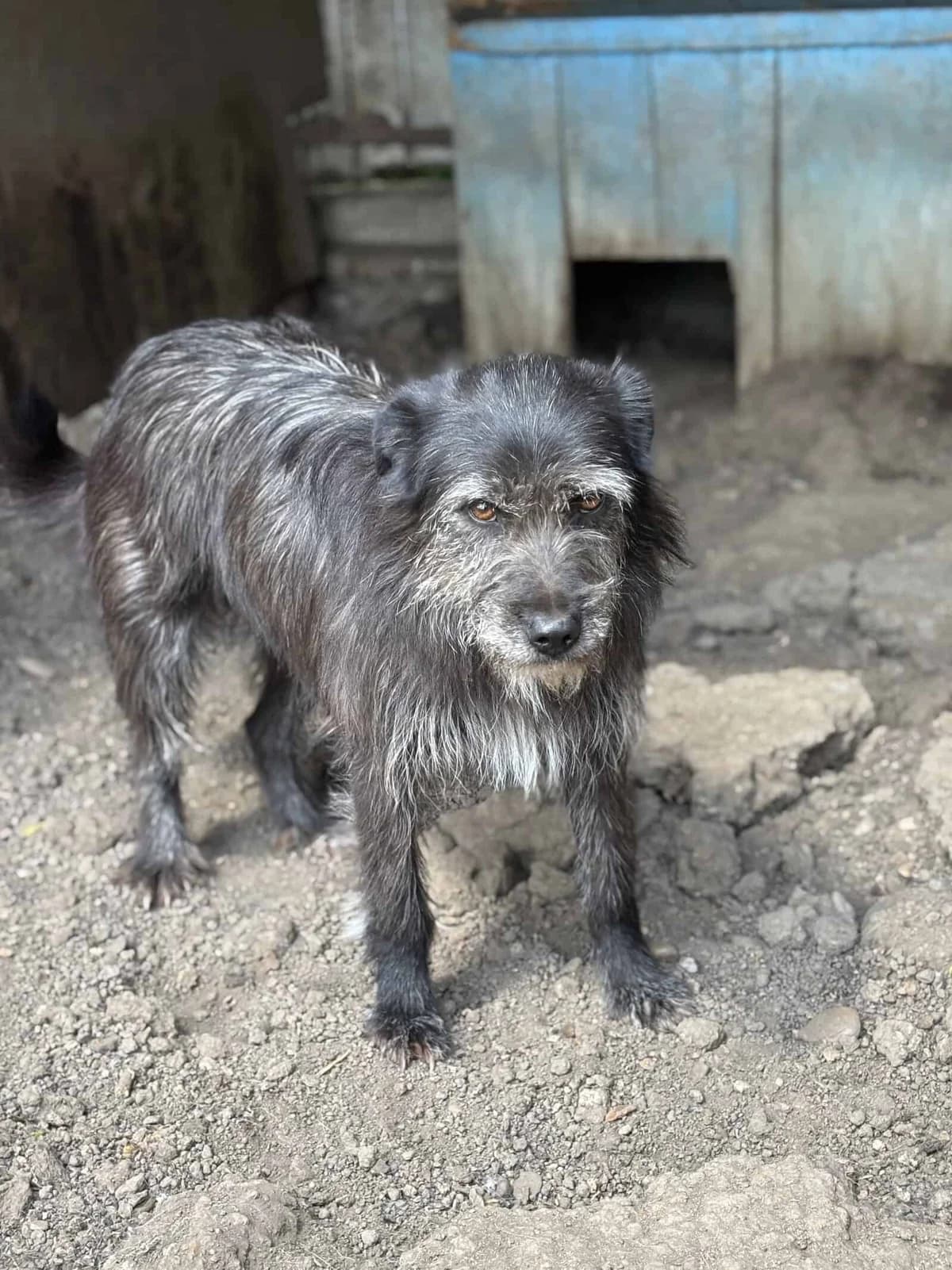 Struppy, male senior Mixed Breed for adoption at Seelen für Seelchen e.V., Alfter