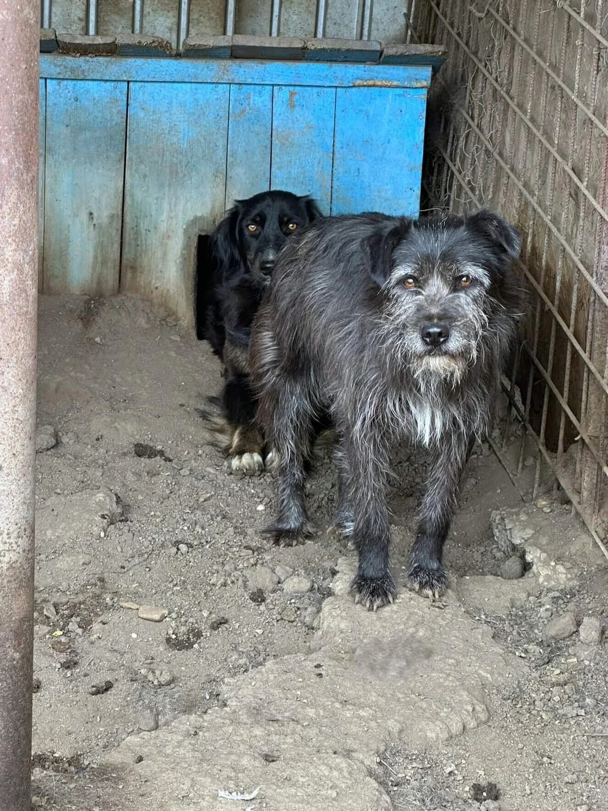 Struppy, male senior Mixed Breed for adoption at Seelen für Seelchen e.V., Alfter