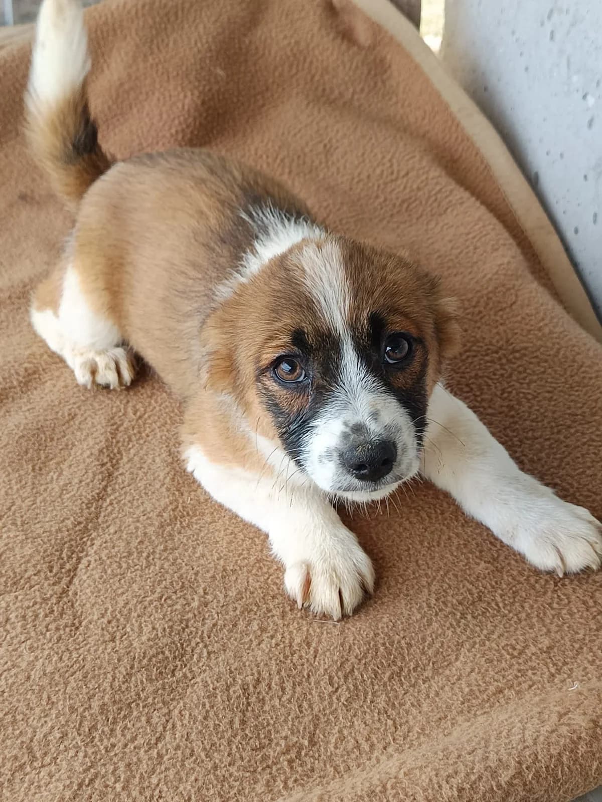 Body, male puppy Mixed Breed for adoption at Seelen für Seelchen e.V., Alfter