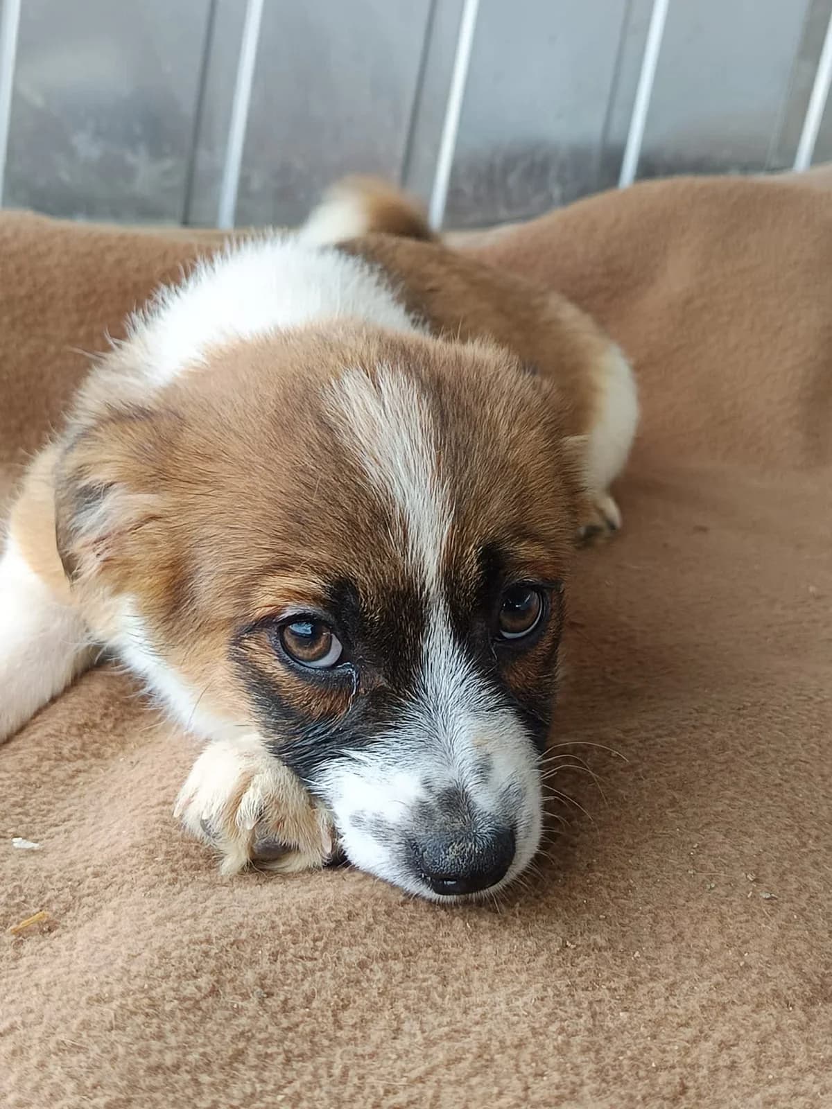 Body, male puppy Mixed Breed for adoption at Seelen für Seelchen e.V., Alfter