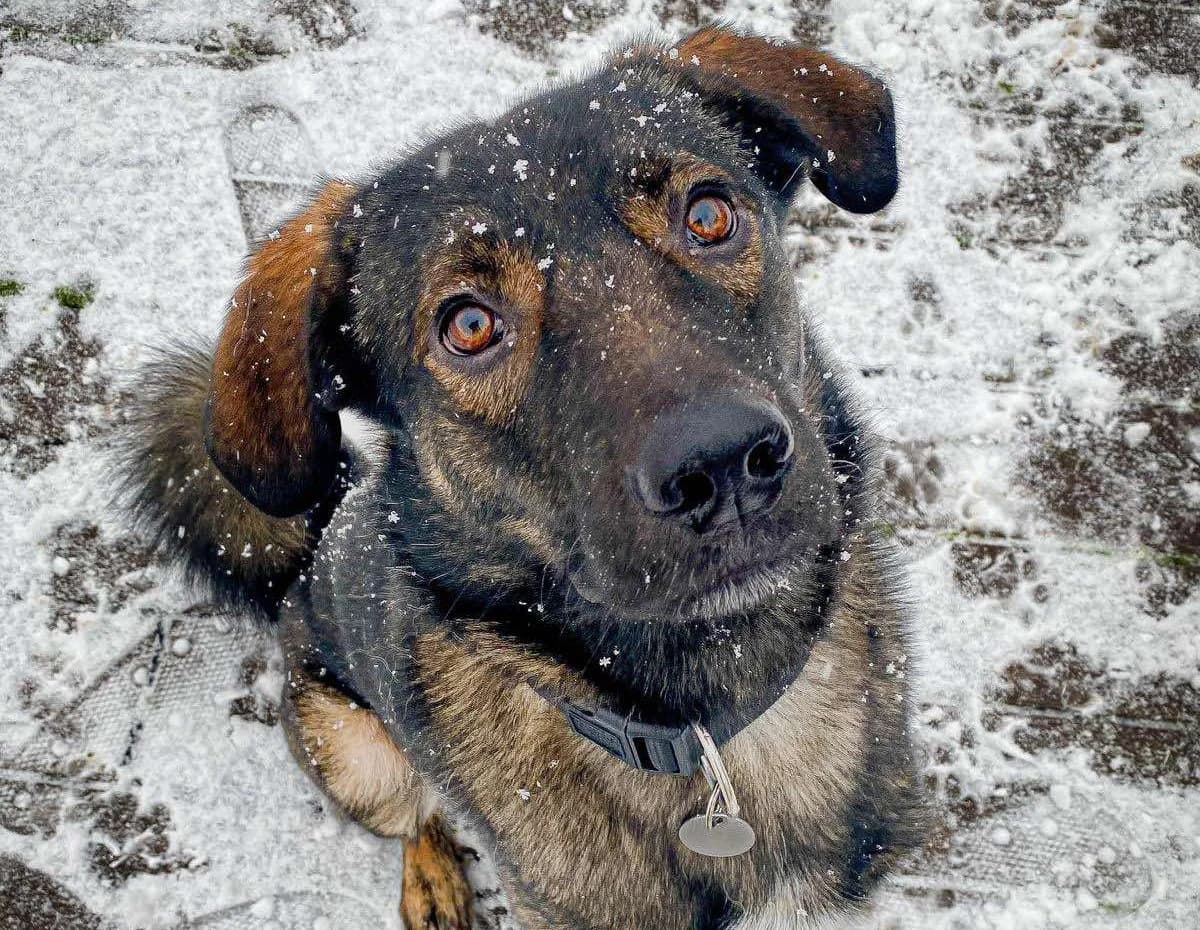 Bruno C, female senior Mixed Breed for adoption at Seelen für Seelchen e.V., Alfter