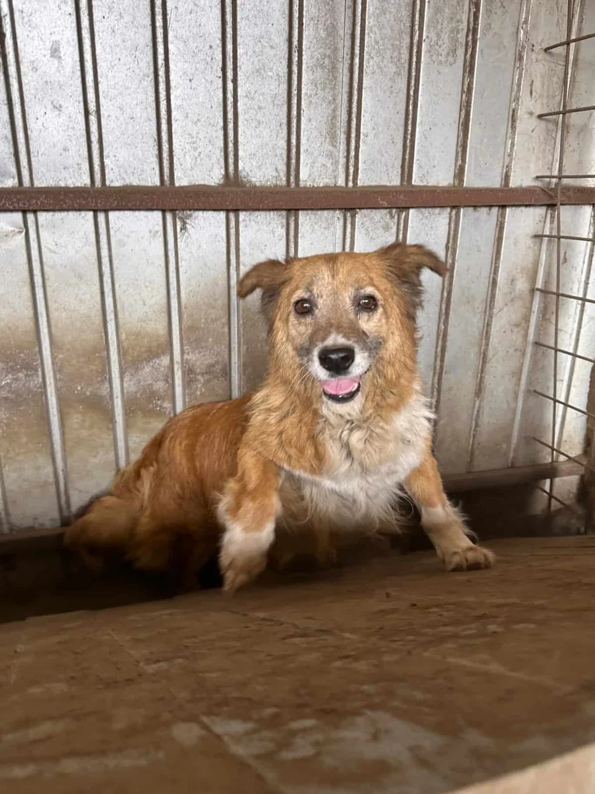Buddy S, grau male senior Mixed Breed for adoption at Seelen für Seelchen e.V., Alfter