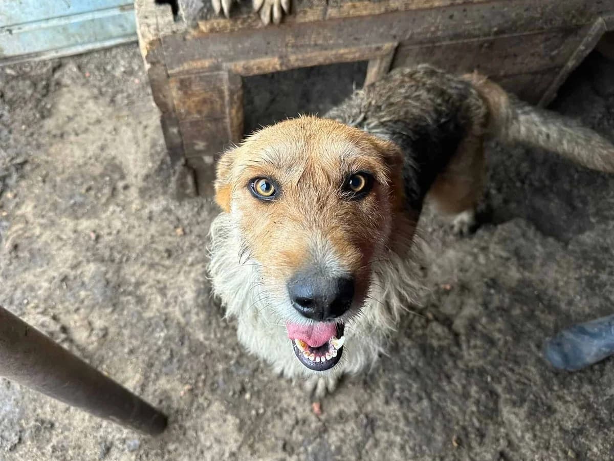 Sissi K, female senior Mixed Breed for adoption at Seelen für Seelchen e.V., Alfter