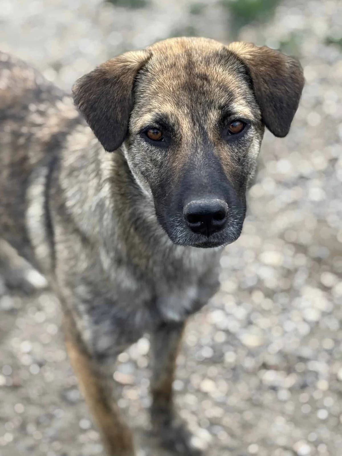 Skittles G, female senior Mixed Breed for adoption at Seelen für Seelchen e.V., Alfter