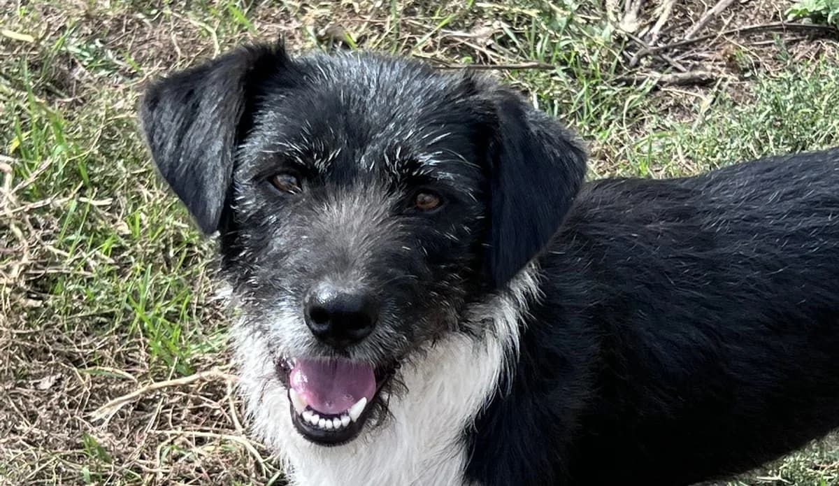 Poppy P, female senior Mixed Breed for adoption at Seelen für Seelchen e.V., Alfter