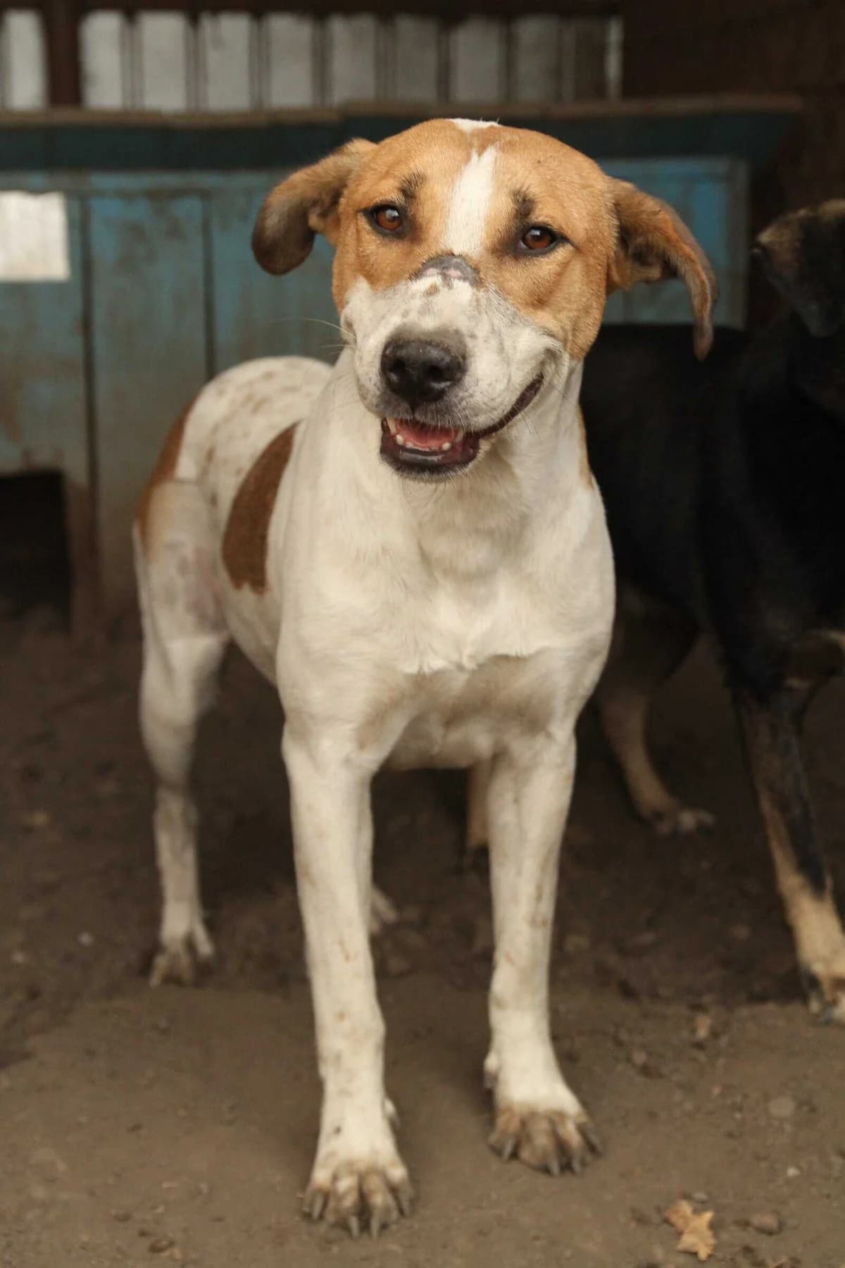 Tinka, female senior Mixed Breed for adoption at Seelen für Seelchen e.V., Alfter