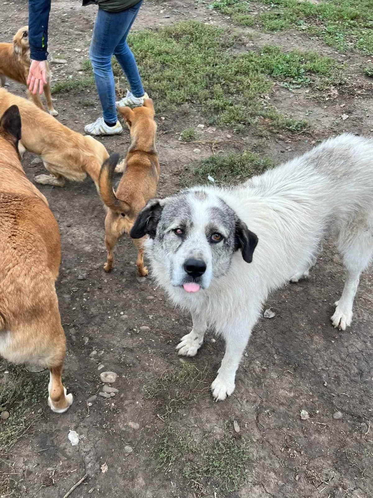 Meggy S, female senior Mixed Breed for adoption at Seelen für Seelchen e.V., Alfter