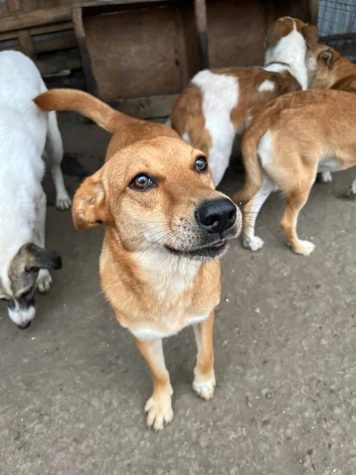 Foxi M, female senior Mixed Breed for adoption at Seelen für Seelchen e.V., Alfter