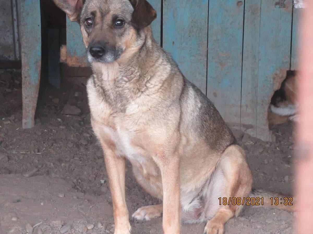 Yuna T, female senior Mixed Breed for adoption at Seelen für Seelchen e.V., Alfter