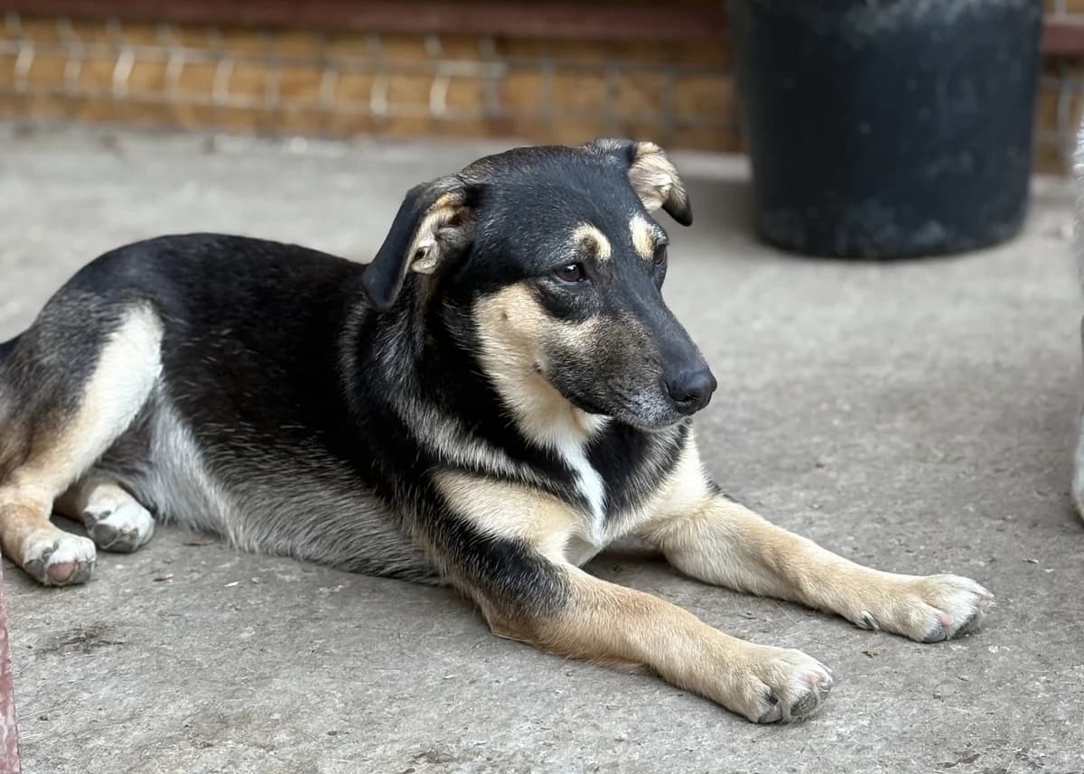 Gratia, female senior Mixed Breed for adoption at Seelen für Seelchen e.V., Alfter