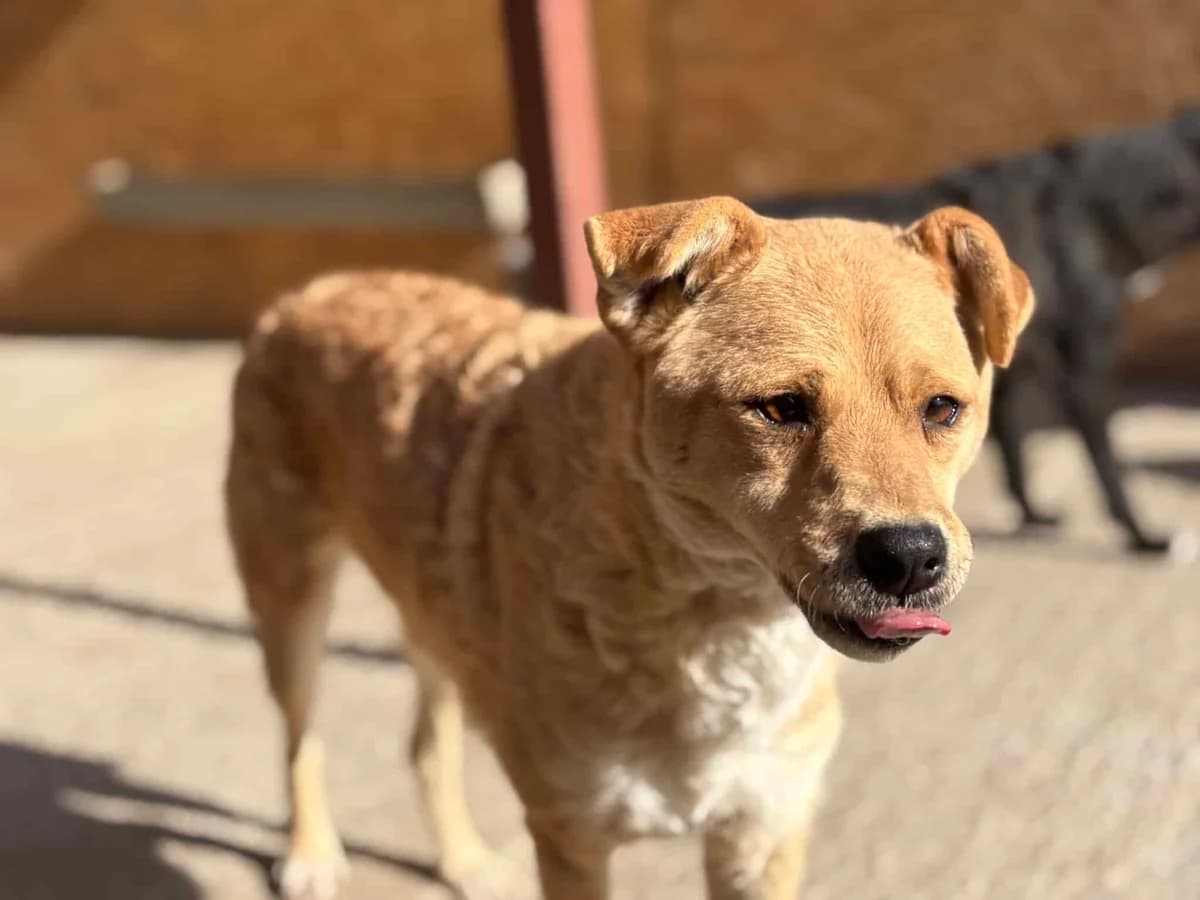 Merle K, merle female senior Mixed Breed for adoption at Seelen für Seelchen e.V., Alfter