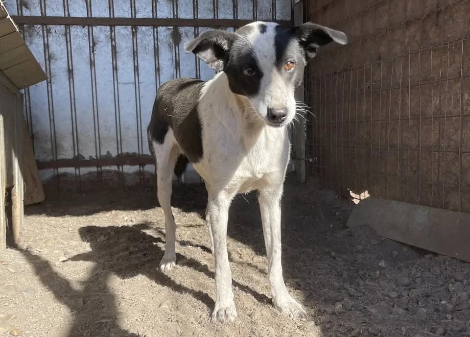 Zelda K, female senior Mixed Breed for adoption at Seelen für Seelchen e.V., Alfter