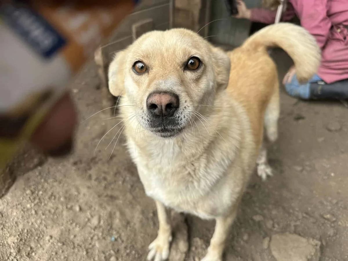 Skyla, female senior Mixed Breed for adoption at Seelen für Seelchen e.V., Alfter