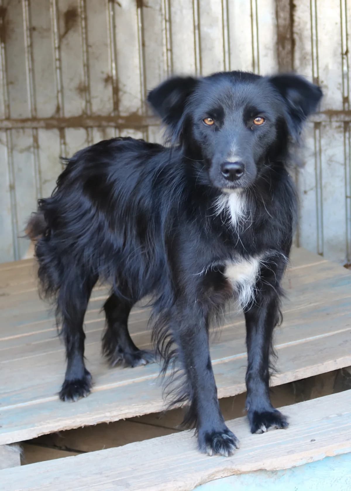Tilla, female senior Mixed Breed for adoption at Seelen für Seelchen e.V., Alfter