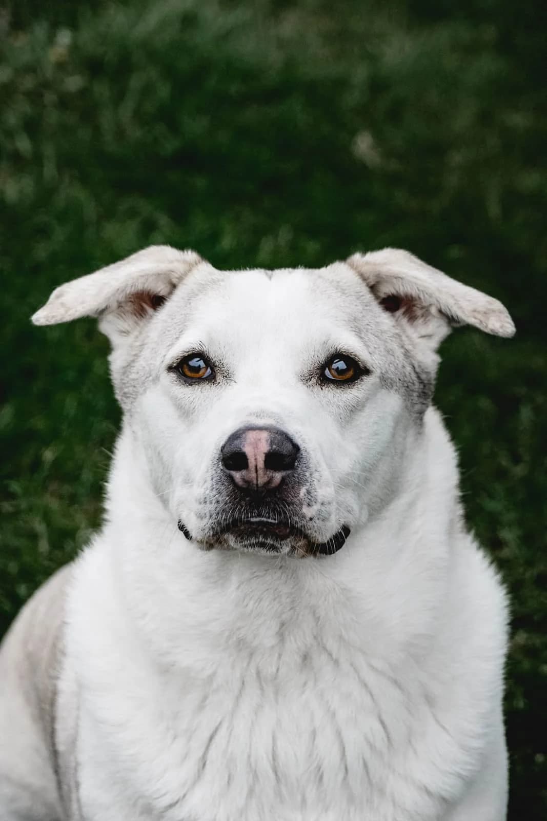 Charly B, male senior Mixed Breed for adoption at Seelen für Seelchen e.V., Alfter