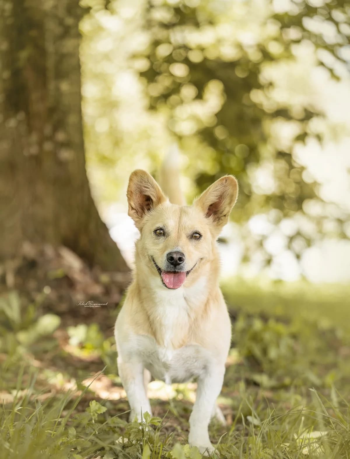 Cherry P, female senior Mixed Breed for adoption at Seelen für Seelchen e.V., Alfter