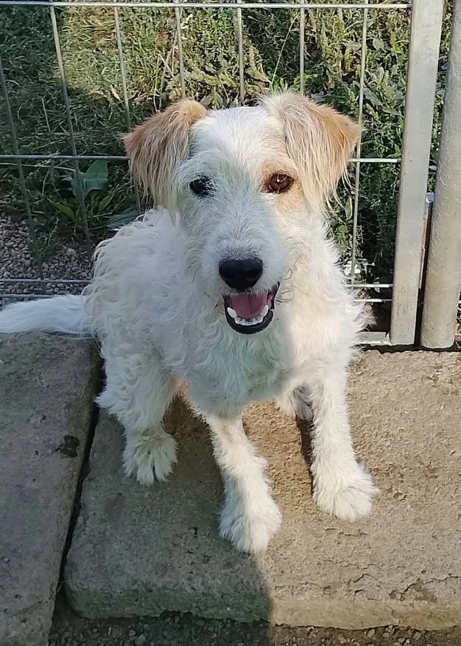 Gunnar, male senior Mixed Breed for adoption at Seelen für Seelchen e.V., Alfter