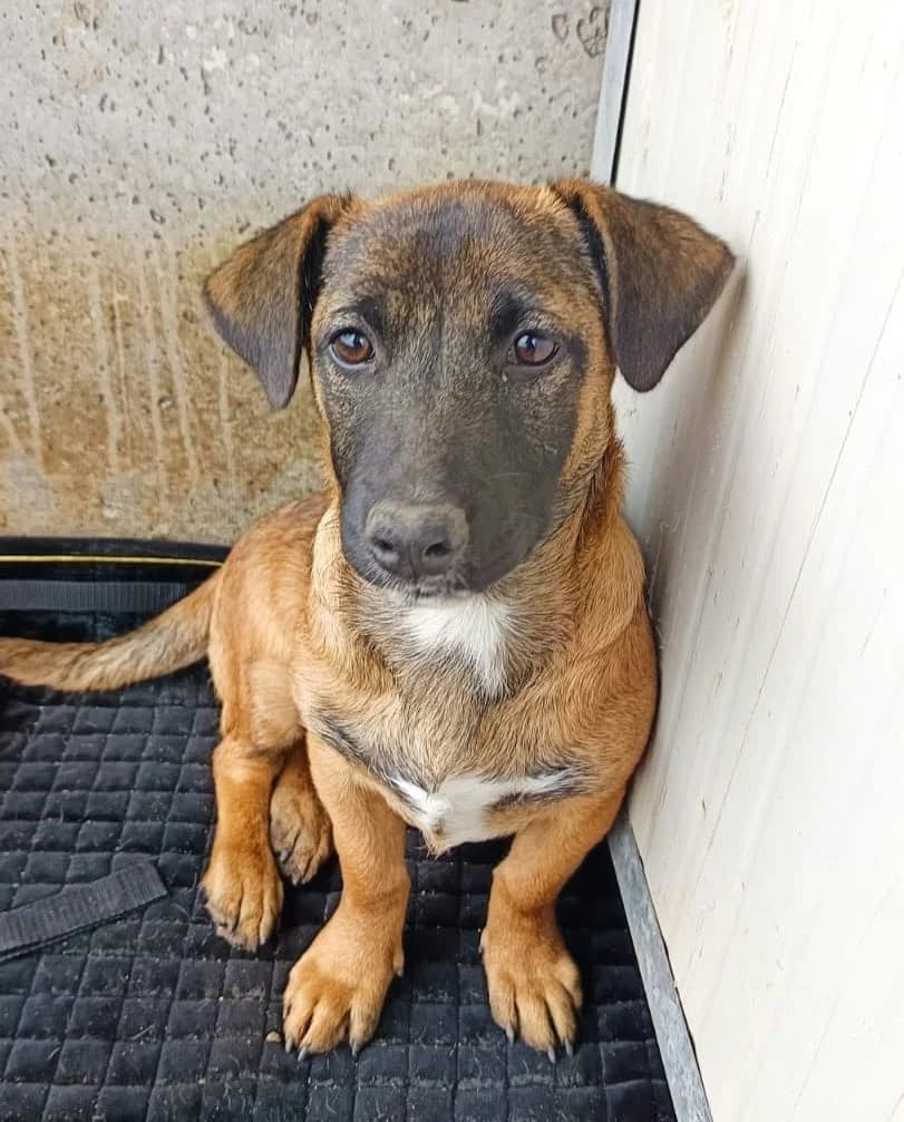 Sammy S, weiß male young Mixed Breed for adoption at Seelen für Seelchen e.V., Alfter