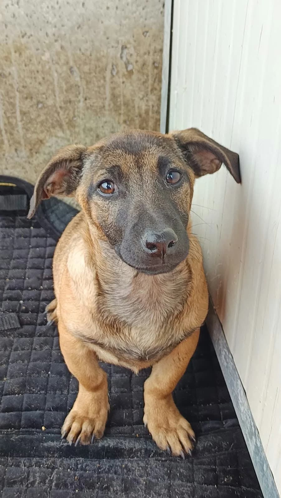 CM 31, male young Mixed Breed for adoption at Seelen für Seelchen e.V., Alfter