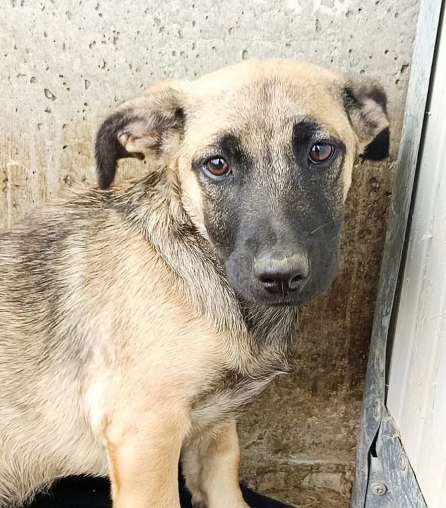 CM 34, male young Mixed Breed for adoption at Seelen für Seelchen e.V., Alfter