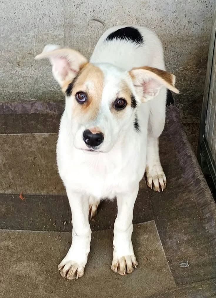 CM 37, weiß male young Mixed Breed for adoption at Seelen für Seelchen e.V., Alfter