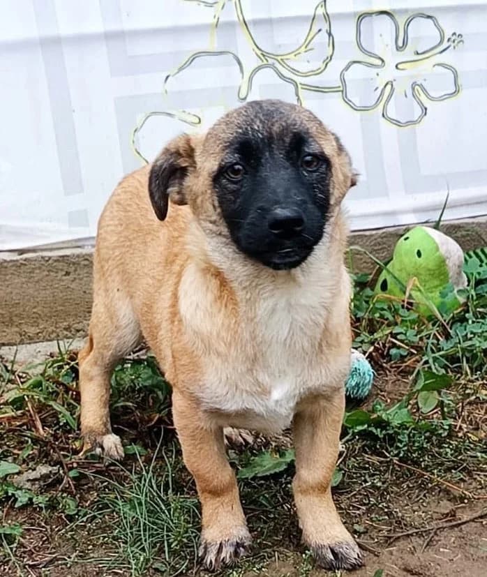 Rumi W, female young Mixed Breed for adoption at Seelen für Seelchen e.V., Alfter