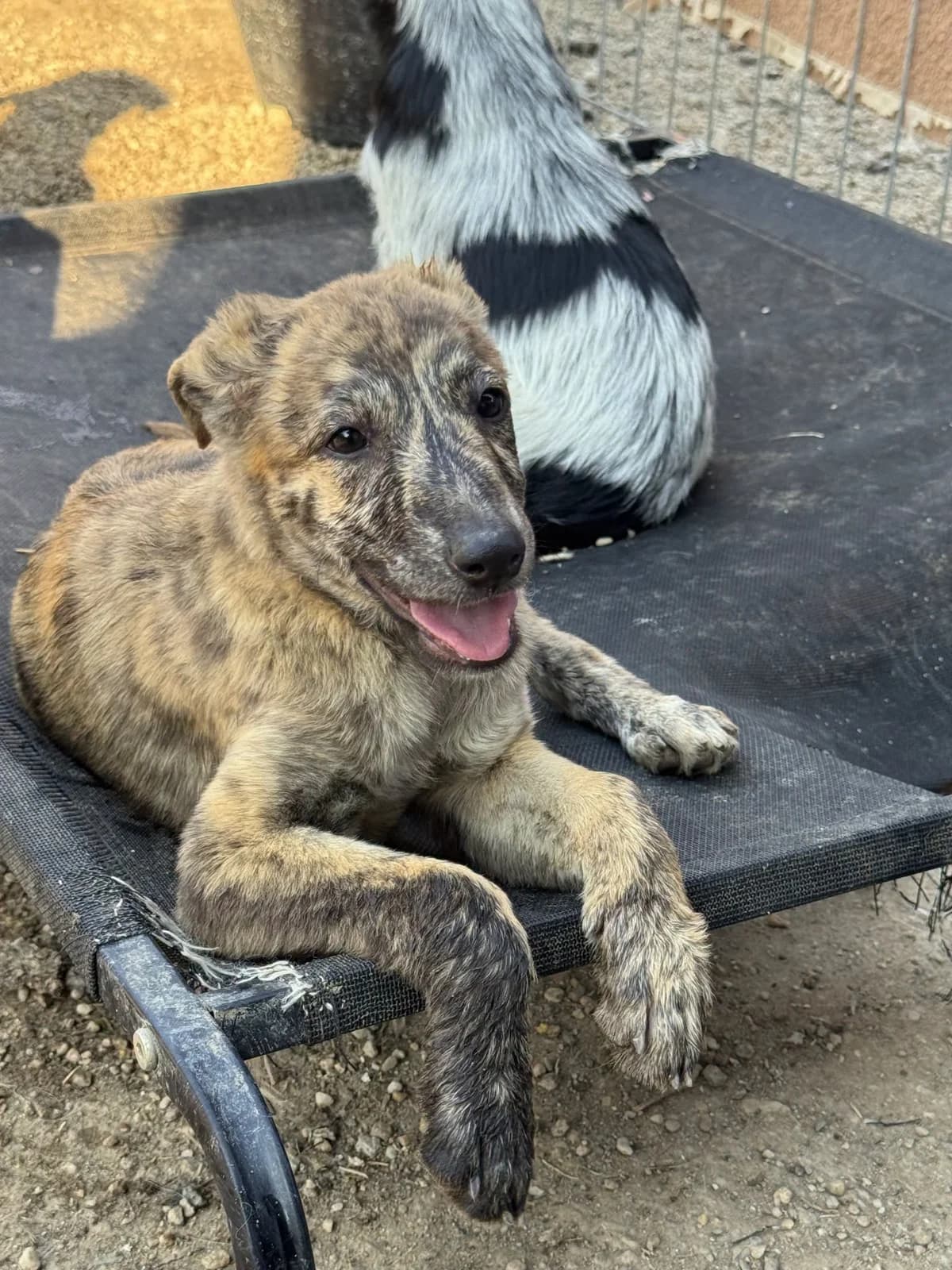 Vega, female young Mixed Breed for adoption at Seelen für Seelchen e.V., Alfter