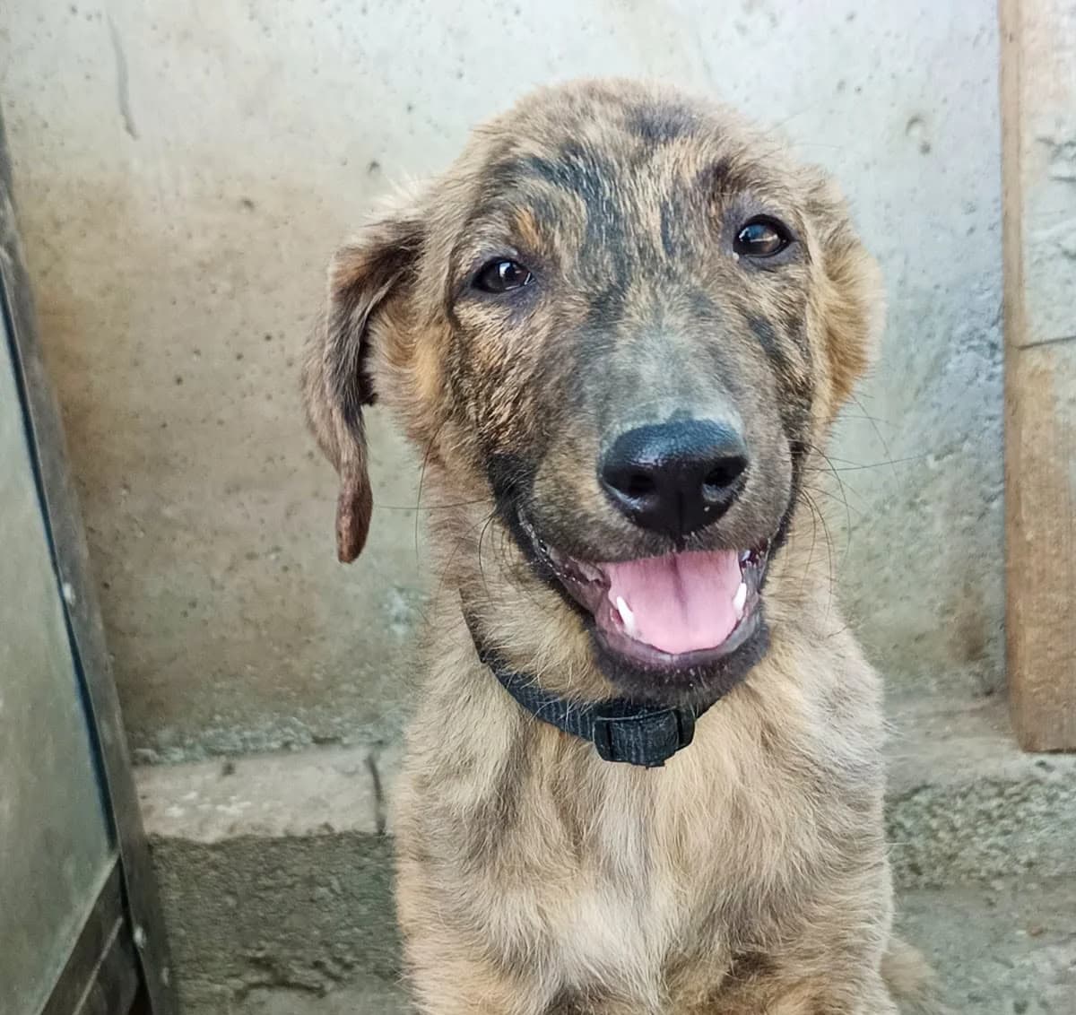 CW 57, female young Mixed Breed for adoption at Seelen für Seelchen e.V., Alfter