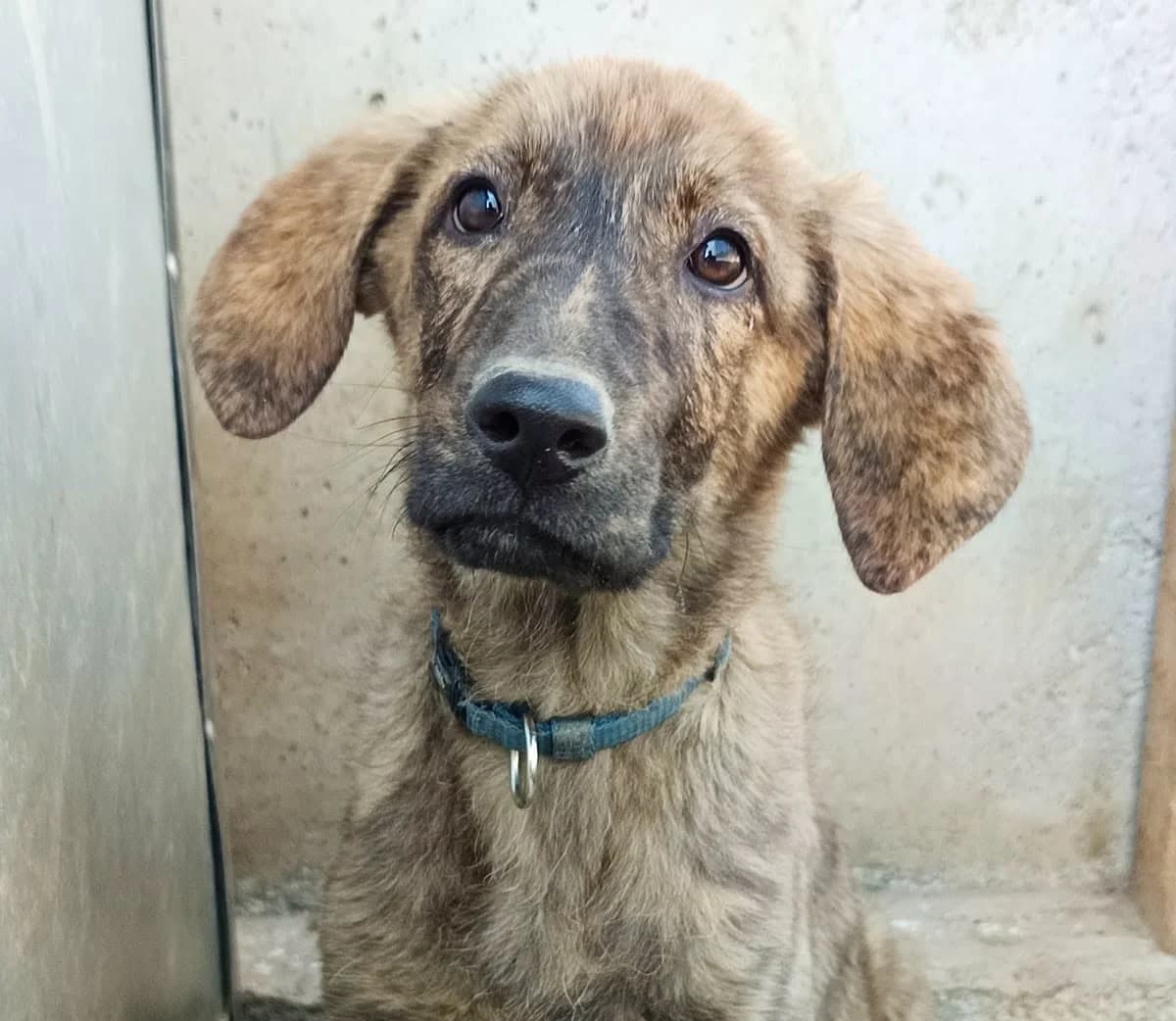 Priya, female young Mixed Breed for adoption at Seelen für Seelchen e.V., Alfter