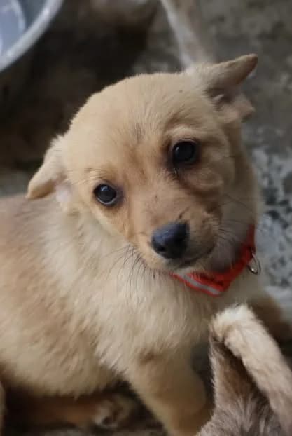 CW 61, female young Mixed Breed for adoption at Seelen für Seelchen e.V., Alfter
