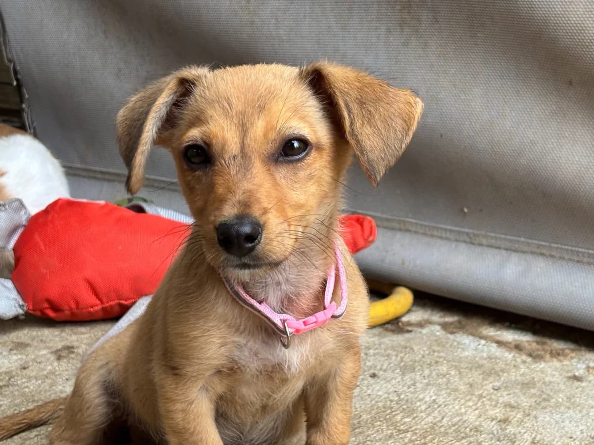 Trudy, female young Mixed Breed for adoption at Seelen für Seelchen e.V., Alfter