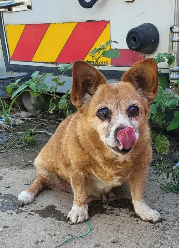 CW 67, female senior Mixed Breed for adoption at Seelen für Seelchen e.V., Alfter