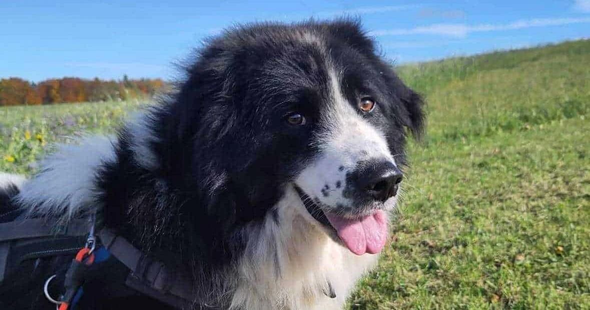 Da Vinci, male senior Mixed Breed for adoption at Seelen für Seelchen e.V., Alfter
