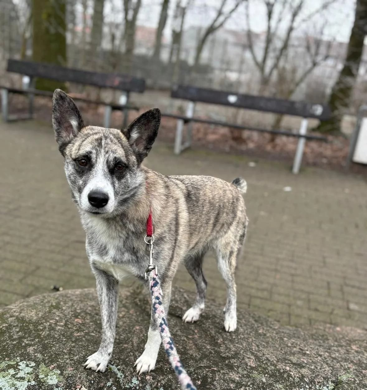 Finja, female Mixed Breed for adoption at Seelen für Seelchen e.V., Alfter
