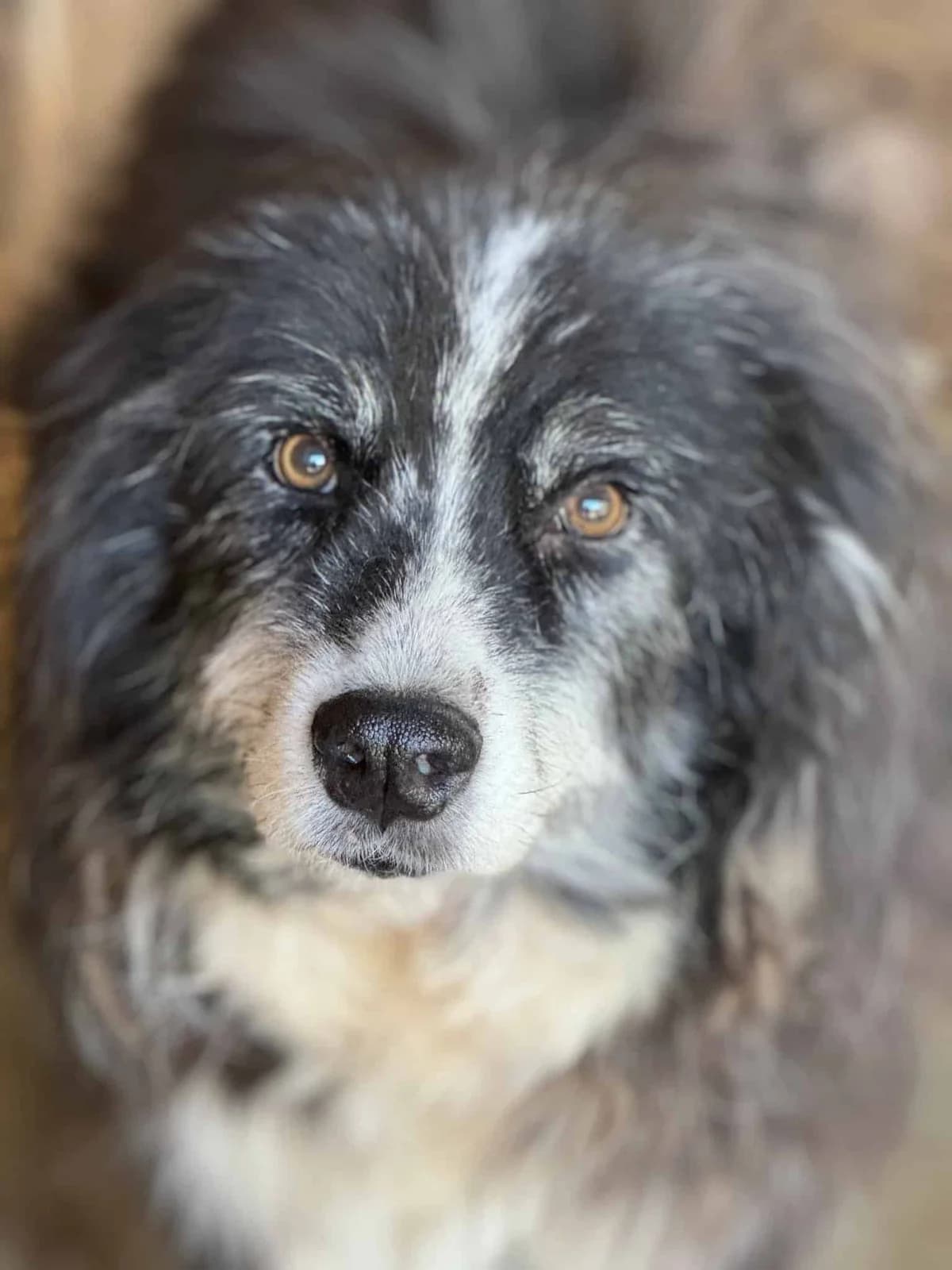 Freddy W, male senior Mixed Breed for adoption at Seelen für Seelchen e.V., Alfter