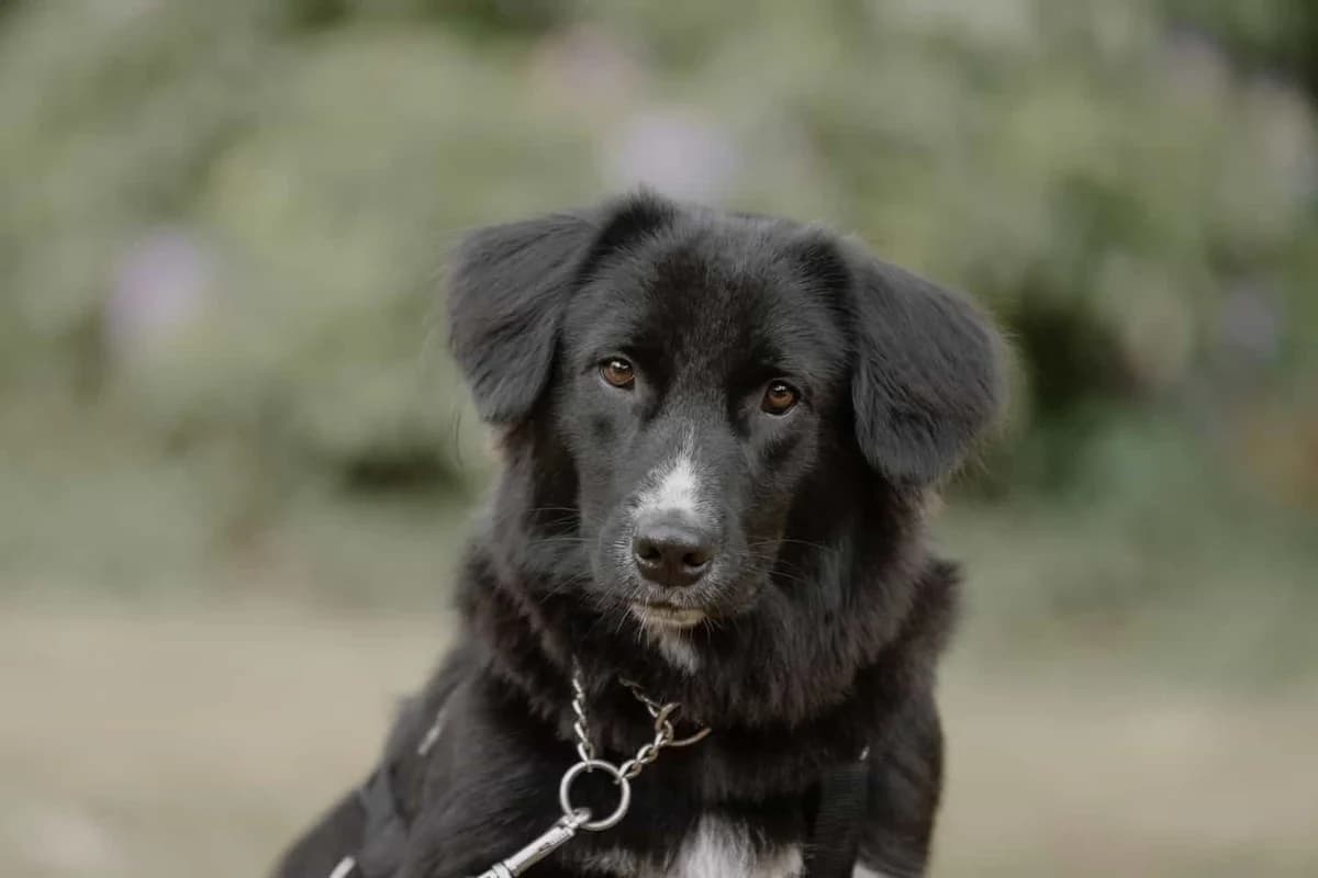 Fusel, weiß male senior Mixed Breed for adoption at Seelen für Seelchen e.V., Alfter