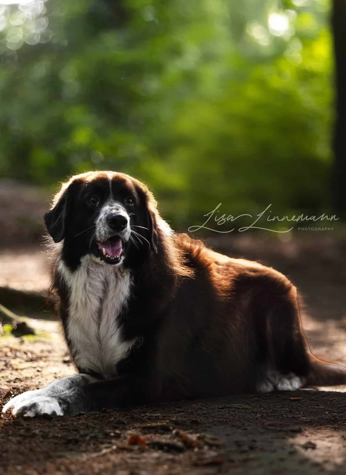 Harry B, male senior Mixed Breed for adoption at Seelen für Seelchen e.V., Alfter